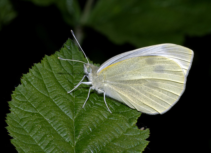 Che Pieris  ?
